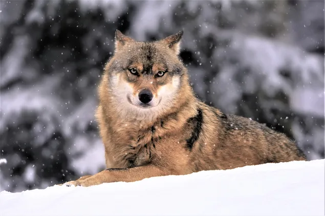 Lobo en la nieve que cae suavemente