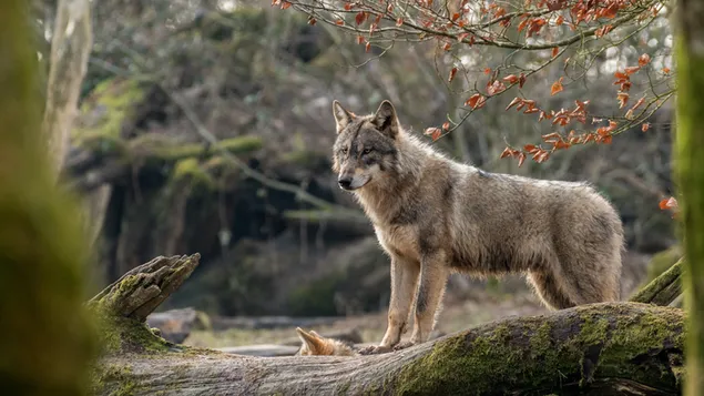 Lobo gris descargar