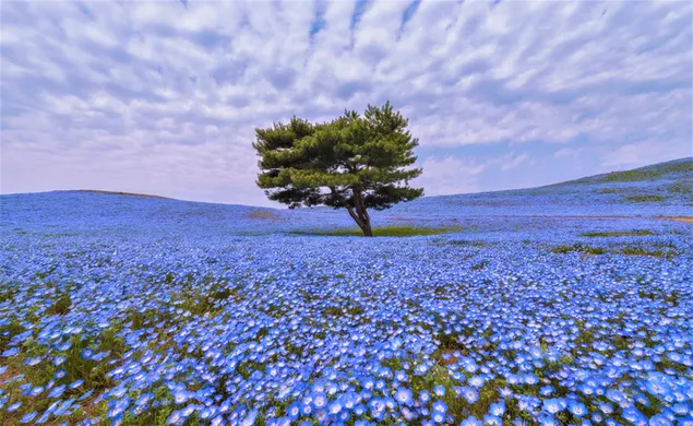 Hình nền Cây cô đơn trong cánh đồng hoa 4K