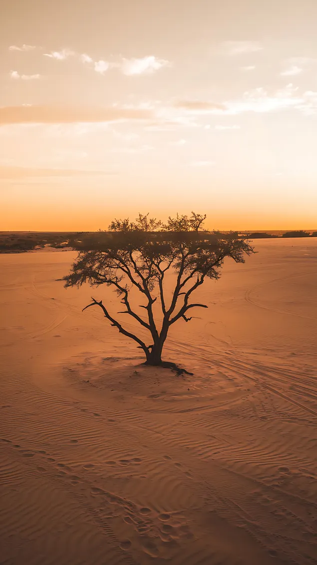 Árbol solitario en el desierto bajo un cálido y dorado atardecer 2K fondo de pantalla
