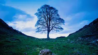 Lone Tree, Sycamore Gap 4K ozadje
