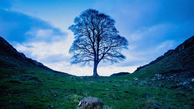 Lone Tree, Sycamore Gap aflaai