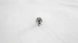 lone winter tree in snow covered landscape download