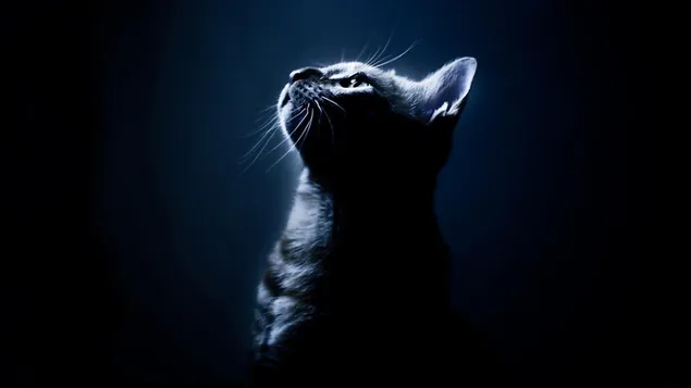 Eenzame kat die in de donkere hemel staart download