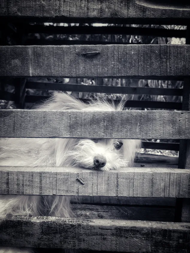 Ensom hvalp 2K baggrundsbillede