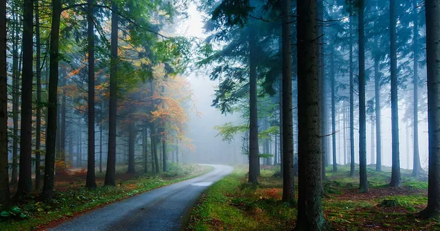 Einsame Straße durch den Wald 4K Hintergrundbild