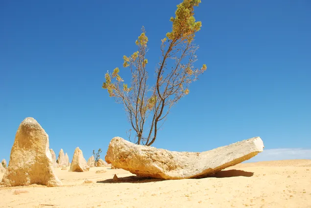 西オーストラリア州の頂点の砂漠にある孤独な木 ダウンロード