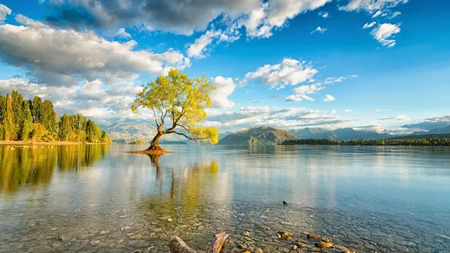 Pohon kesepian di air dengan tebing dan awan tercermin