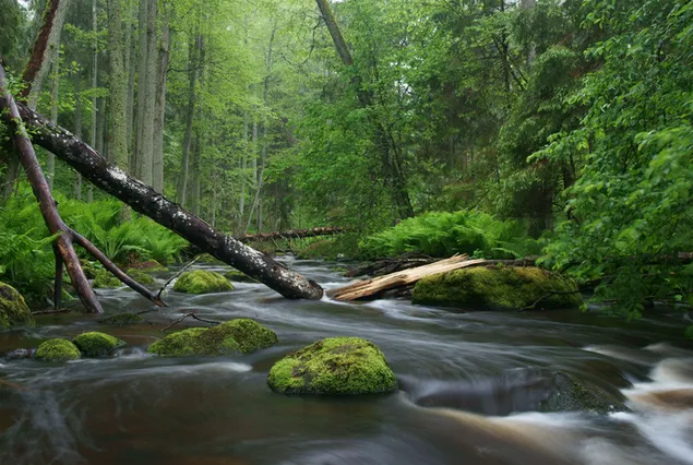Vista de marco de fotos de larga exposición del agua que fluye a través del bosque entre árboles descargar