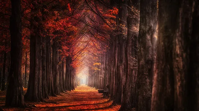 Long Path in Autumn Forest
