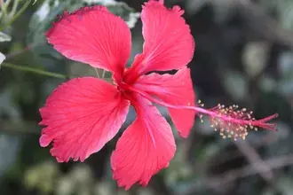 Ljepota duge stamene 4K pozadina