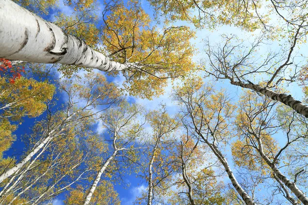 Taustakuva Pitkä puu 4K