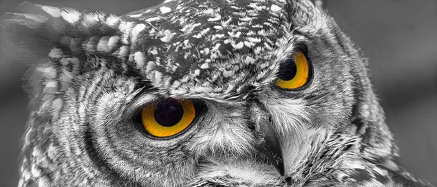 Žiūriu i tave! 4K ekrano užsklanda