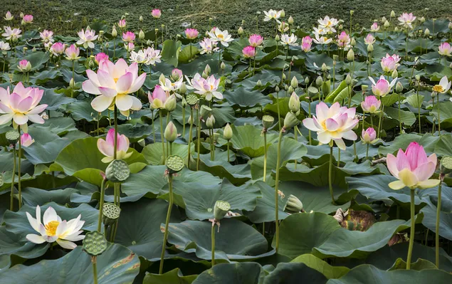 Lotus Blumen und Wasser-Lilien