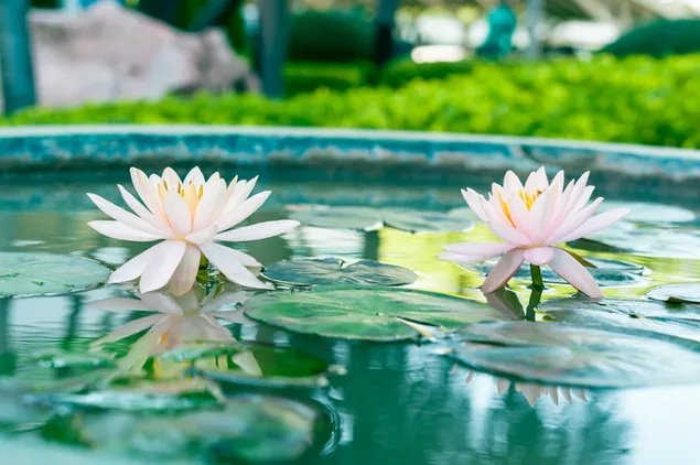 Lotus im Teich herunterladen