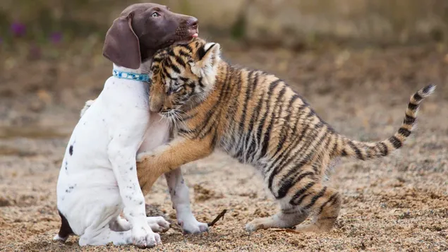 Liefde kent geen grenzen tussen hond en tijger download
