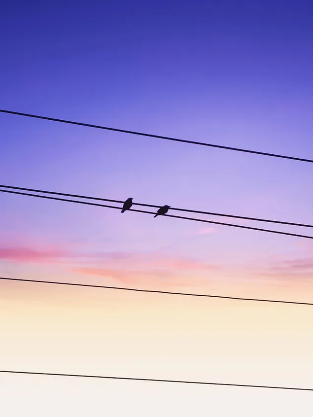 الحب داخل الطبيعة 2K خلفية