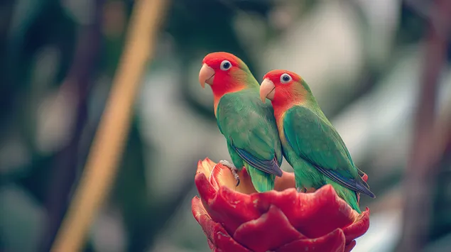 Tapeta Hrdličky na tropickém květu červeného zázvoru 2K