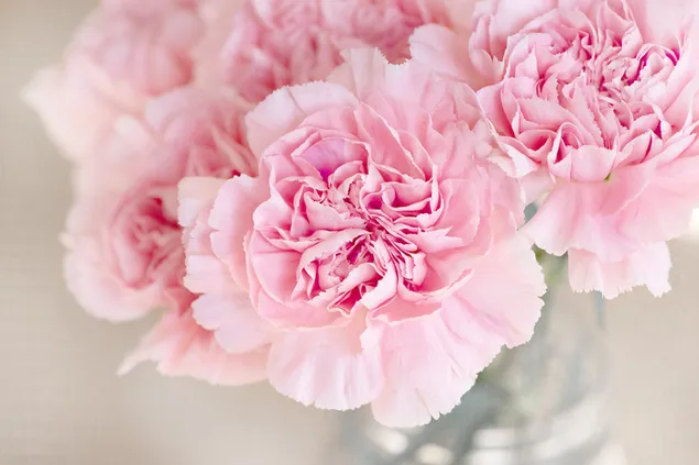 Precioso clavo de olor rosa (flor de clavel)