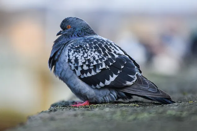 Lovely pigeon