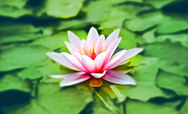 Schöne rosa Seerose 4K Hintergrundbild