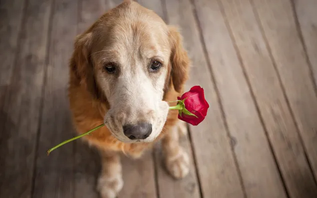 Perro cariñoso sosteniendo una rosa