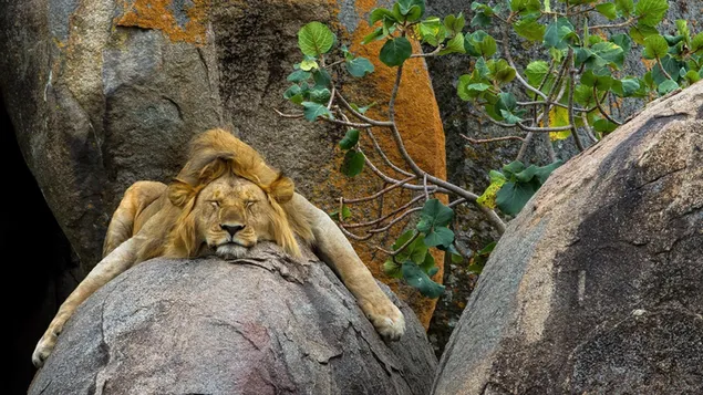 Löwe, der auf Felsen schläft herunterladen