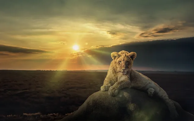 Löwenjunges, das auf dem Felsen unter dem Sonnenlicht schläft, das hinter den Wolken auf die Erde herabsteigt