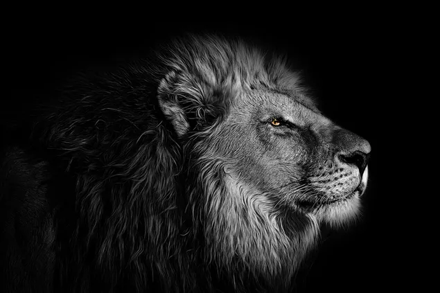 Löwenkopf vor schwarzem Hintergrund herunterladen