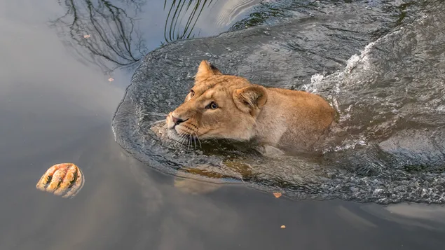 Löwin, die ein Bad nimmt