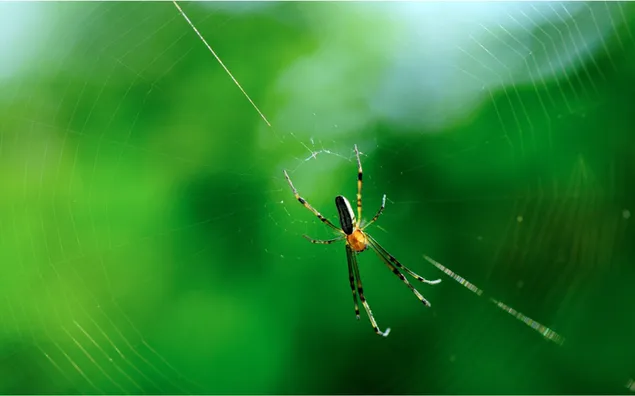 緑のぼかしの背景の前で蜘蛛の巣を編む