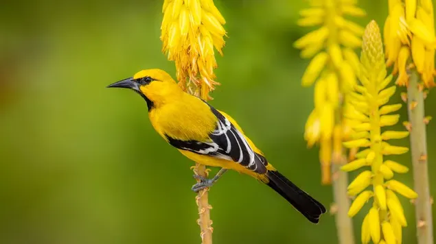 緑のぼかしの背景の前に黄色の植物に黄色の黒と白の色の美しい鳥