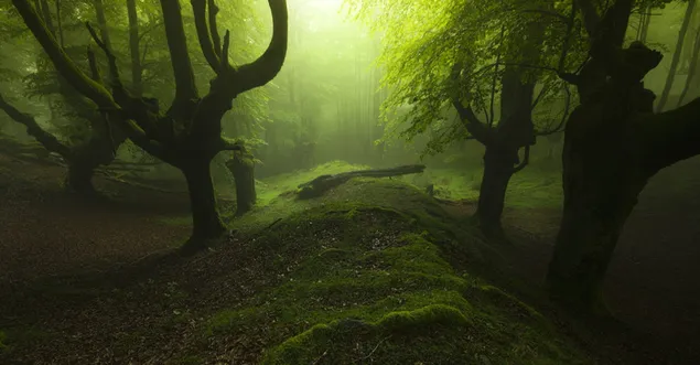 緑の木々の風景写真