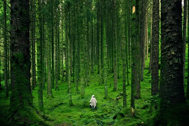 緑の森の木の間を歩く人 ダウンロード