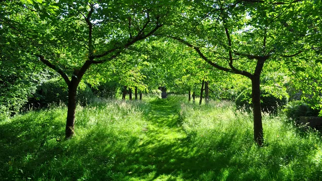 緑の森の小道