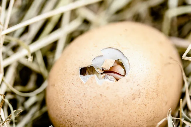 卵からの最初の孵化