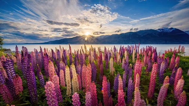 Lupine Blumen Neuseeland Landschaft herunterladen