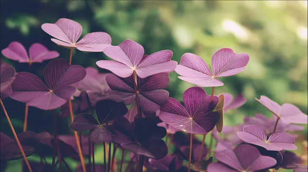 campo di trifoglio lussureggiante con luce ambientale soffusa scarica