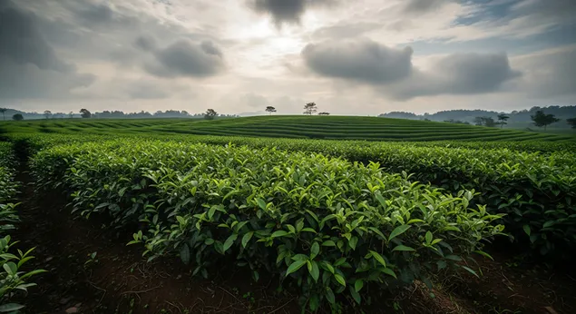 郁郁葱葱的茶树成排地分布在连绵起伏的山丘上，在阴沉的天空下，沐浴着柔和的晨光，构成了一幅清新翠绿的景象。 8K 壁纸