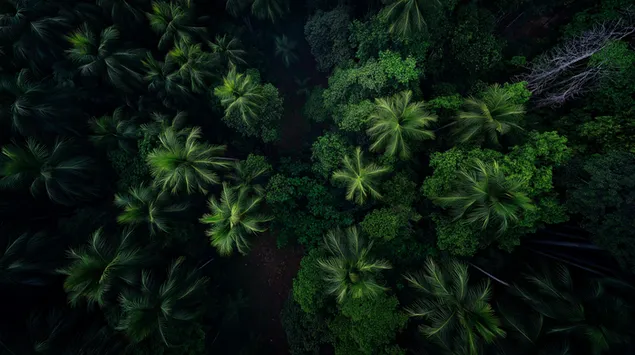 茂密的热带雨林树冠空中视角 2K 壁纸