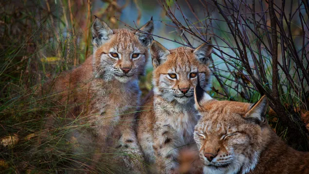 Lynxes