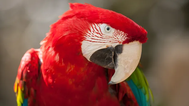 Guacamayo con plumas maravillosas rojas y verdes 4K fondo de pantalla
