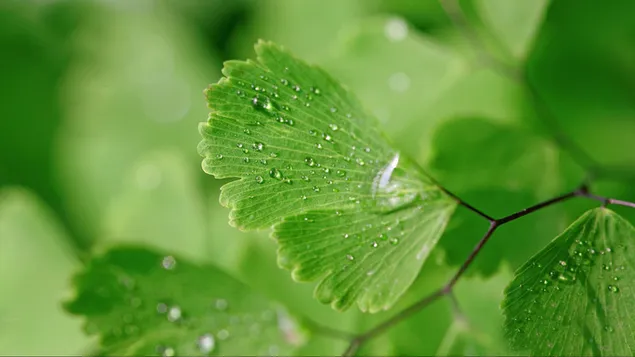 Macro Leaf With Water Drop HD wallpaper