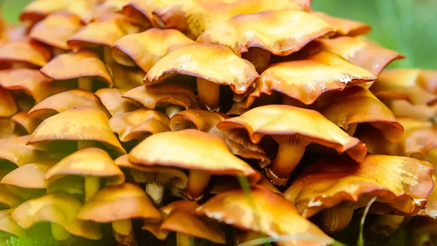 Taustpilt Makroseen 4K