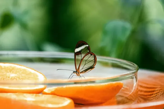 Macro-opnamen van een Glasswing-vlinder en een gesneden sinaasappel download