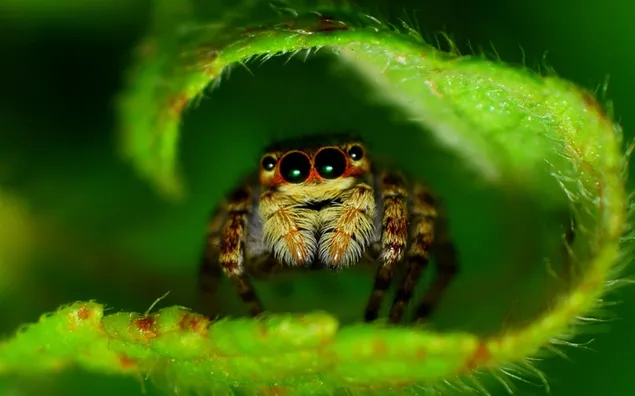 Makrofotoaufnahme einer süßen Spinne, die sich in einem kleinen grünen Blatt versteckt herunterladen