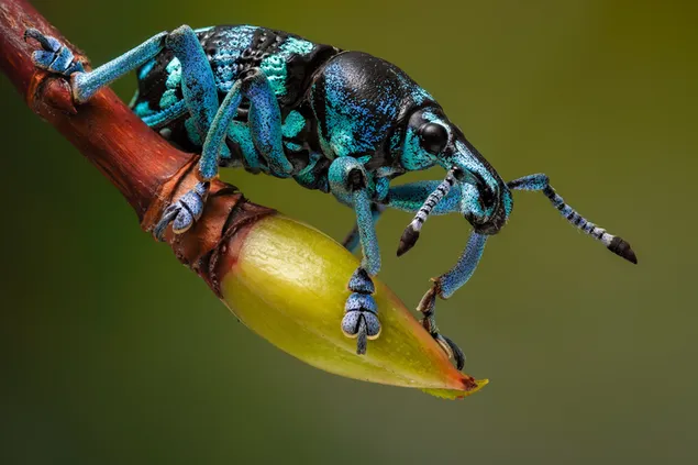 Makrofotografiertes Insekt mit einzigartigen Farben auf der Knospe auf dem Ast
