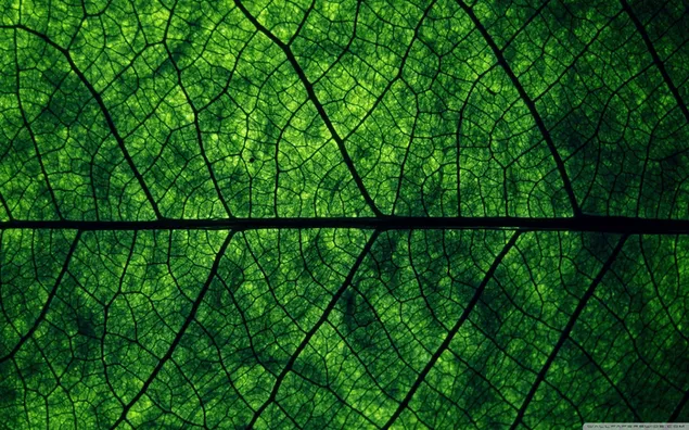 Fotografi makro daun hijau dan uratnya 2K wallpaper