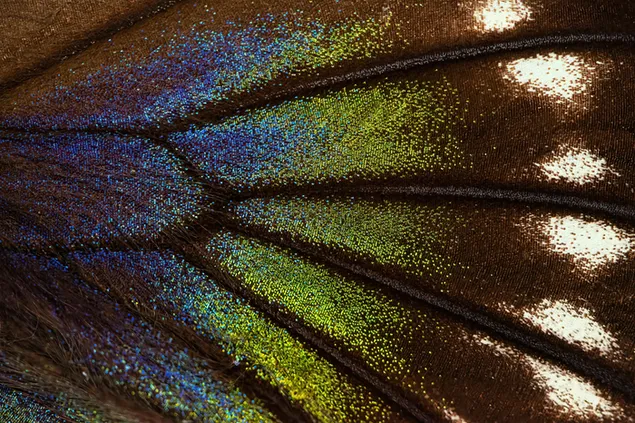 Macro shot of Butterfly wing download