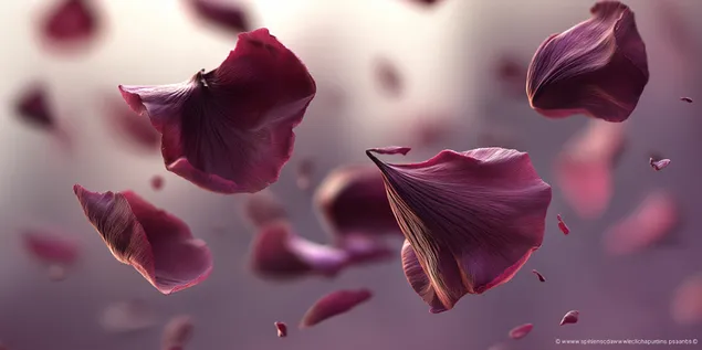 makro snimak plutajucih i vrtloznih latica ruze preuzmi